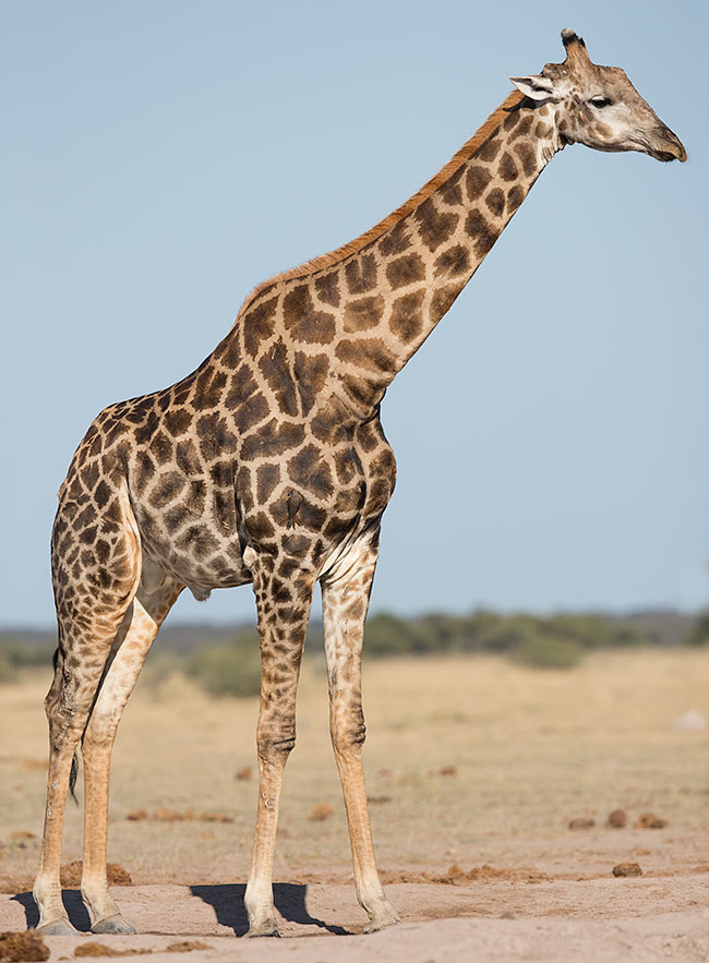 Giraffe